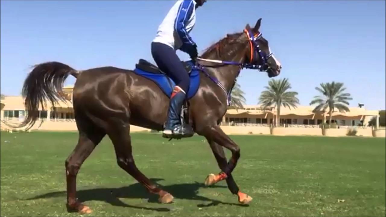 Endurance Horses